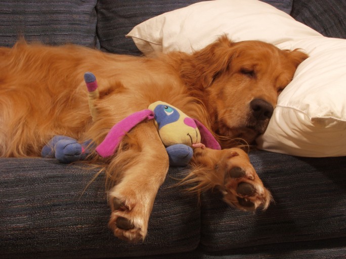Perché Il Cane Si Nasconde Sotto Il Letto