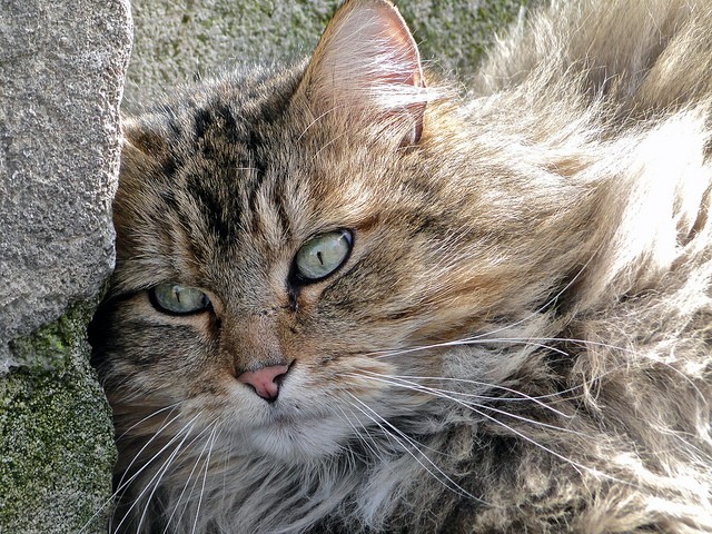 Cosa Significa Quando Il Gatto Si Isola