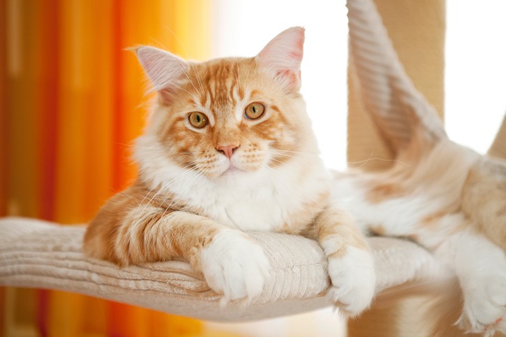 Pensaci Bene Prima Di Prendere Un Gatto