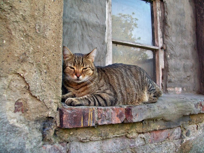 Gatto Gratta La Porta Di Notte