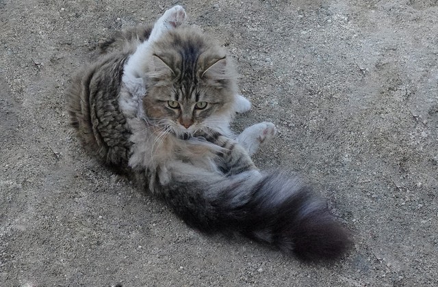 Boli Di Pelo Nel Gatto I Sintomi E Come Eliminarli Petsblog