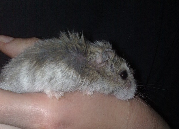 Metodi di approccio per fare amicizia con il nostro criceto - Petsblog