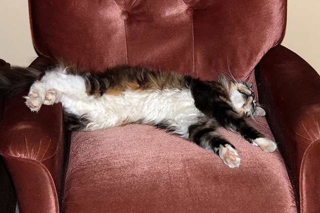 отличного понедельника с кошками. еда для котят. избалованный кот. кошки дурачатся. наказание кота.