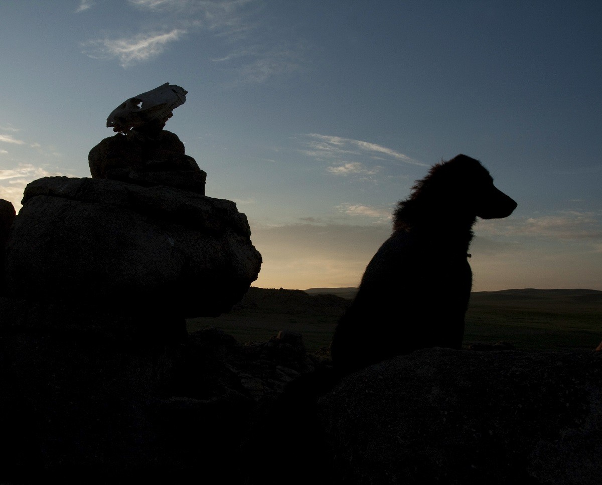 I cani potrebbero essere originari della Mongolia e Nepal Petsblog