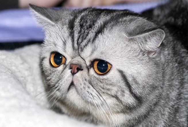 Leishmaniosi Nel Gatto Cause Sintomi E Terapia Petsblog