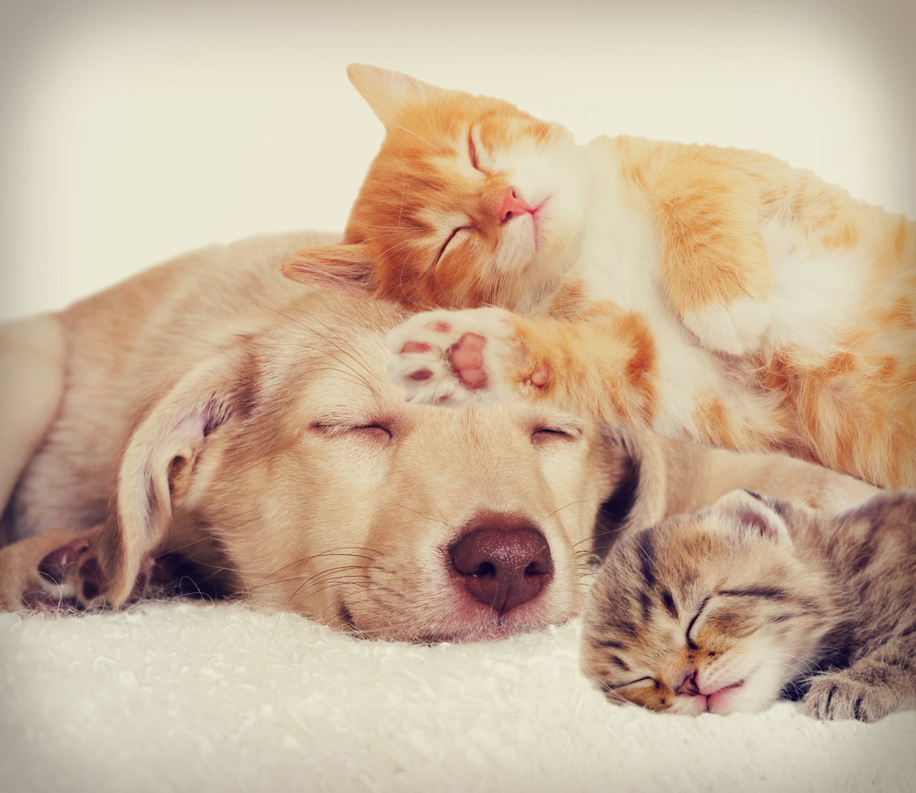 Cosa Sognano I Cani Quando Dormono Petsblog