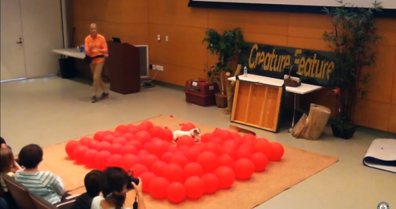 Come Fare Un Cane Con I Palloncini