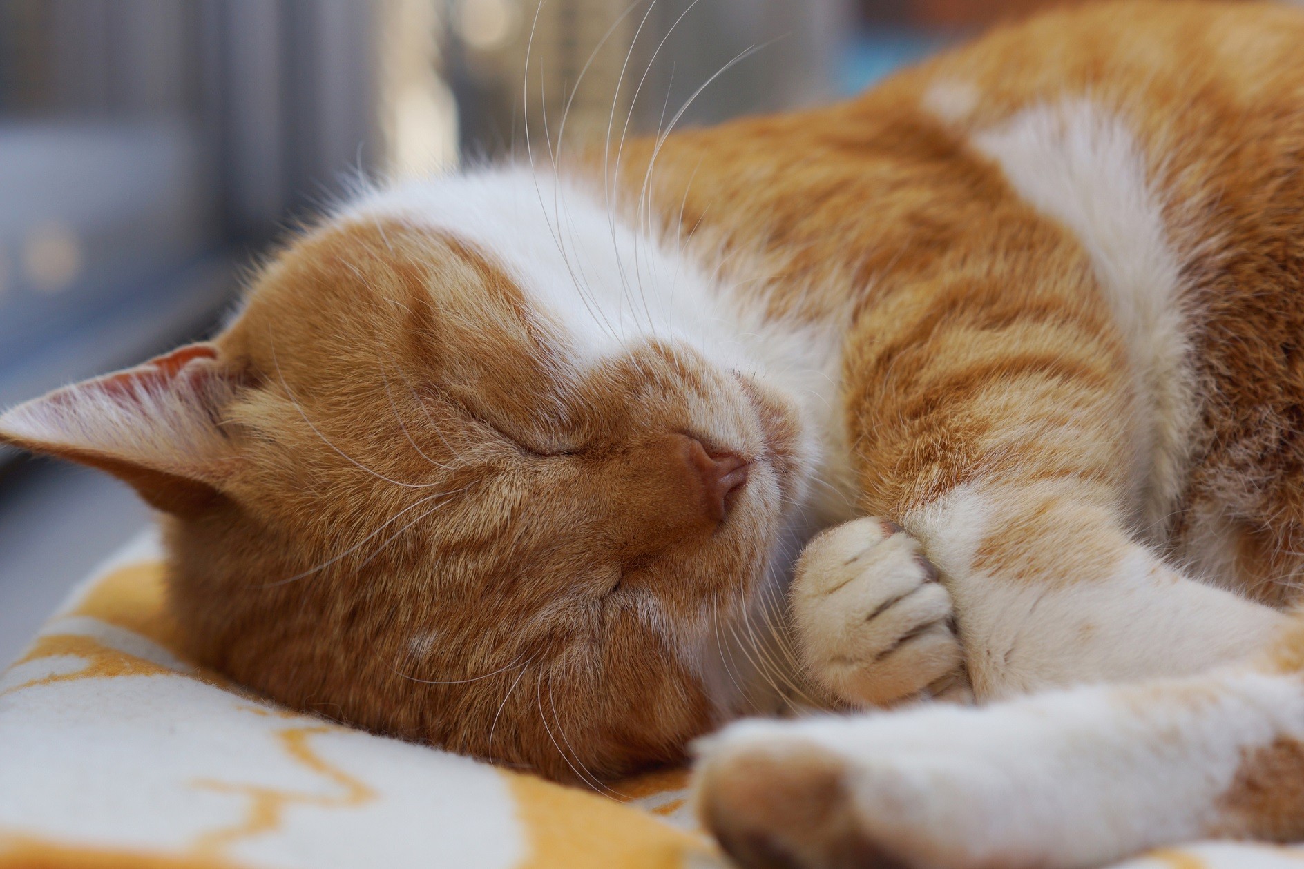I Gatti Capiscono Se Gli Vuoi Bene