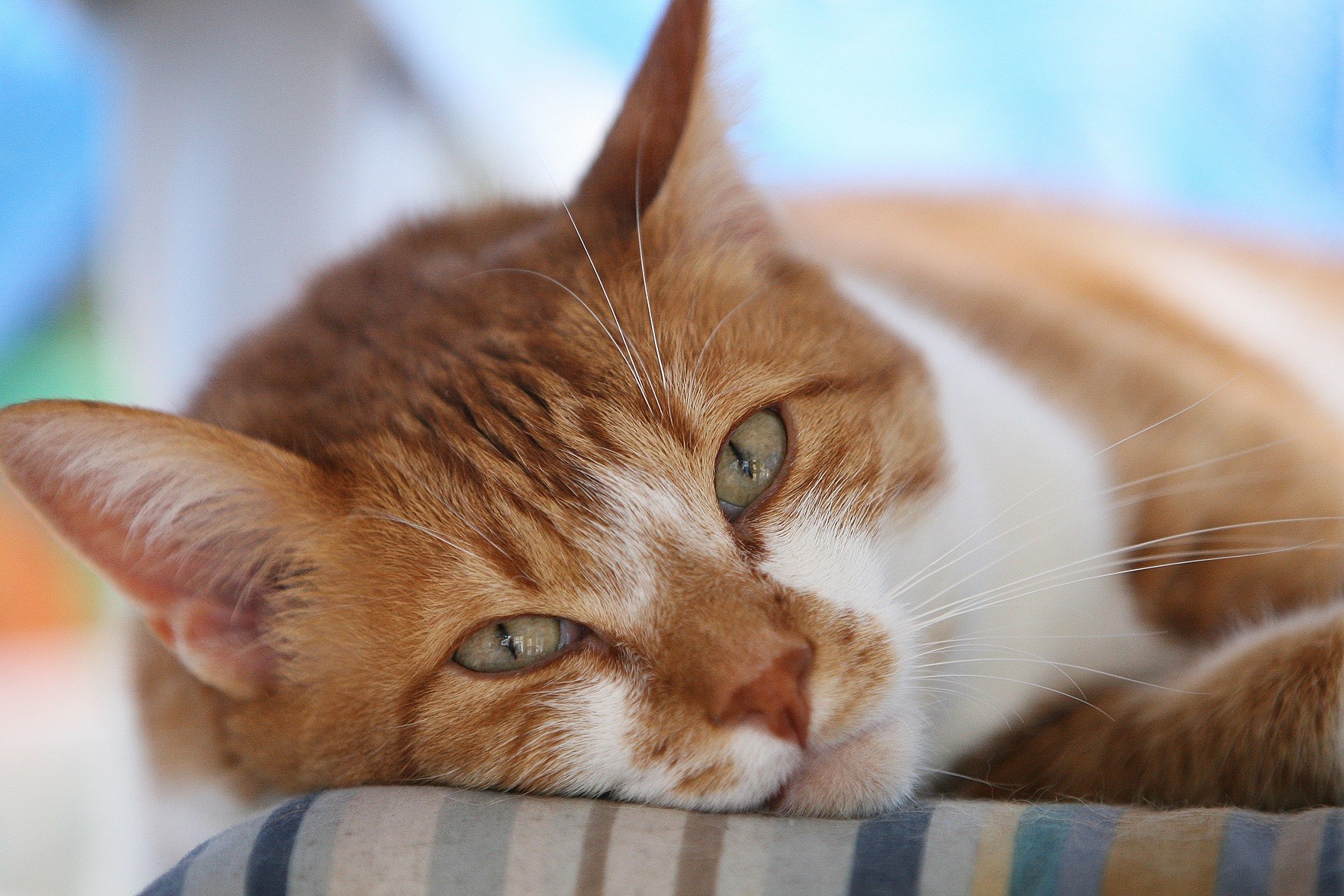 Cosa Vedono I Gatti Che Noi Non Vediamo