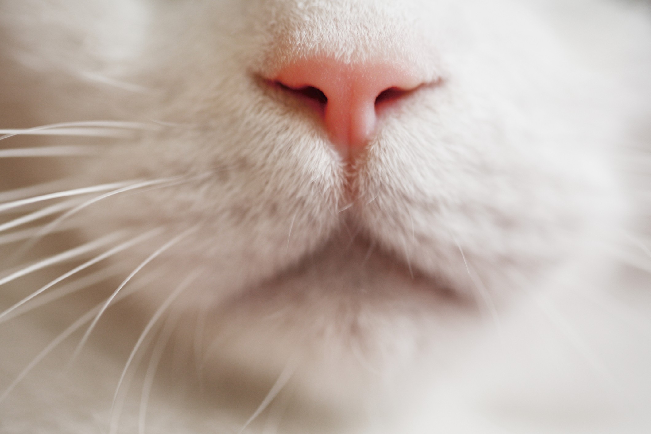 Кошка нос и рот. Кошачий нос. Носики котов. Носик котика.