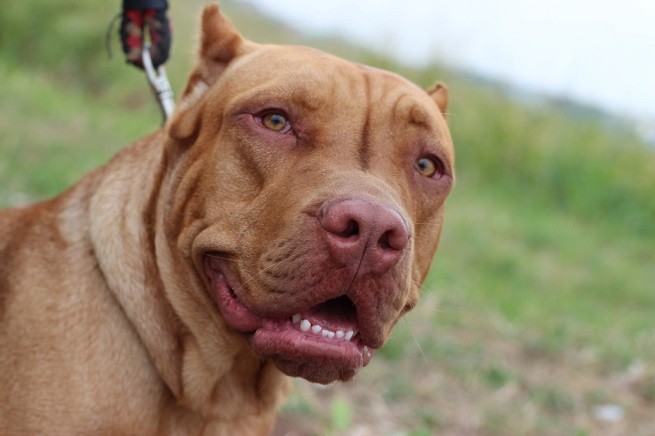 Come E Stato Creato Il Pitbull