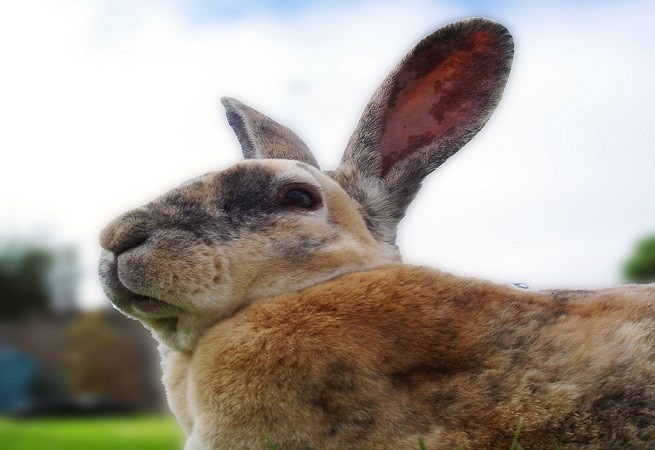 Ulcera Corneale Nel Coniglio Cause Sintomi E Terapia Petsblog