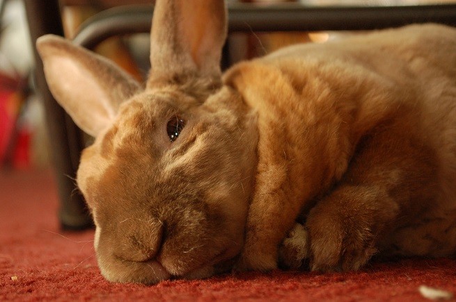 Uveite Facoclastica Nel Coniglio Cause Sintomi E Terapia Petsblog