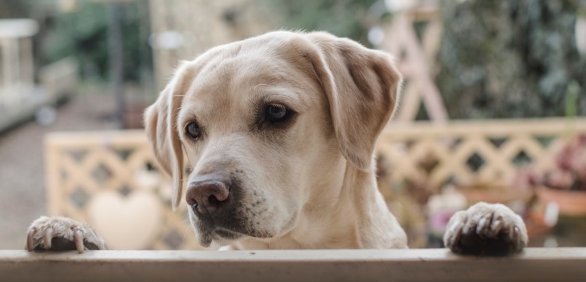 Miopatia Del Labrador Retriever Cause Sintomi E Terapia Petsblog