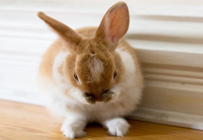 Papillomatosi Virale Nel Coniglio Cause Sintomi E Terapia Petsblog