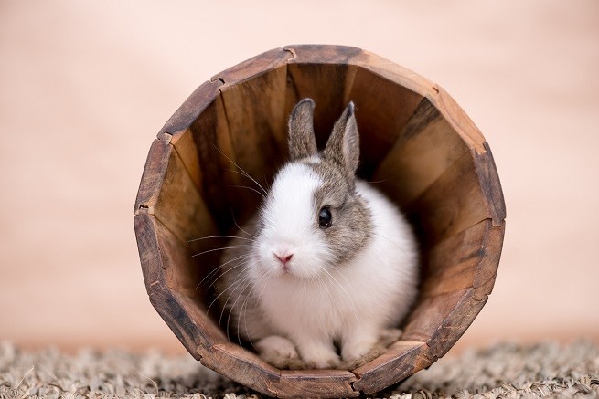 Vescicolite Seminale Nel Coniglio Cause Sintomi E Terapia Petsblog