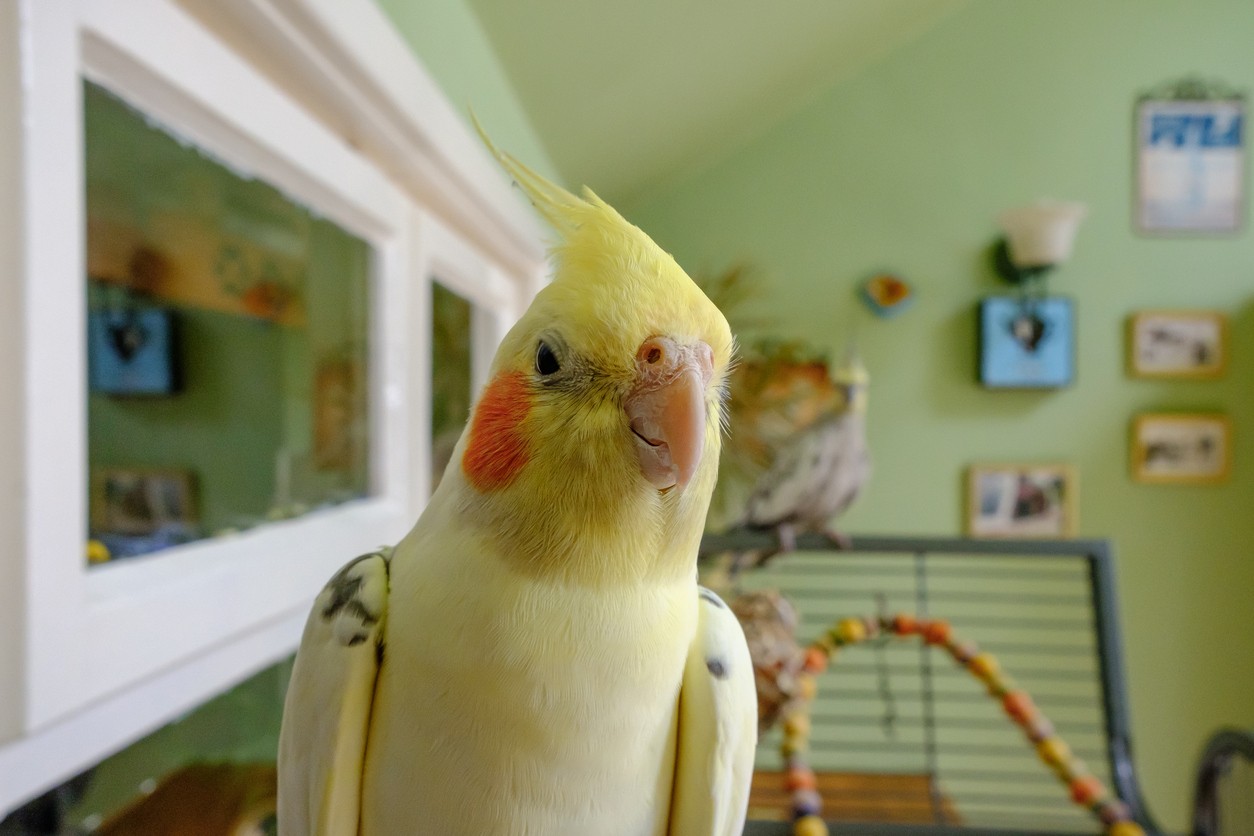 10 cose da sapere prima di adottare un pappagallo Petsblog