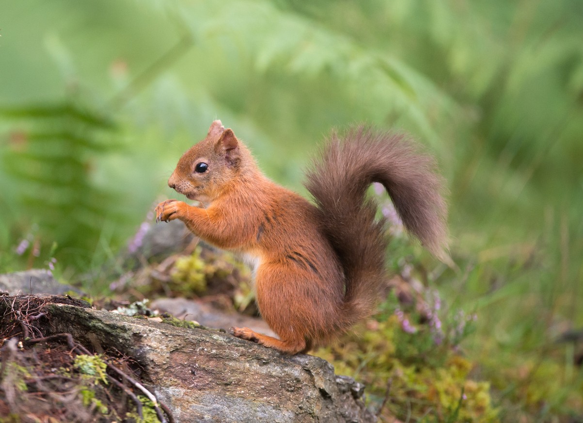 стенд с белкой. краснохвостая белка. красная белка. почему белки красные. почему белки красные.