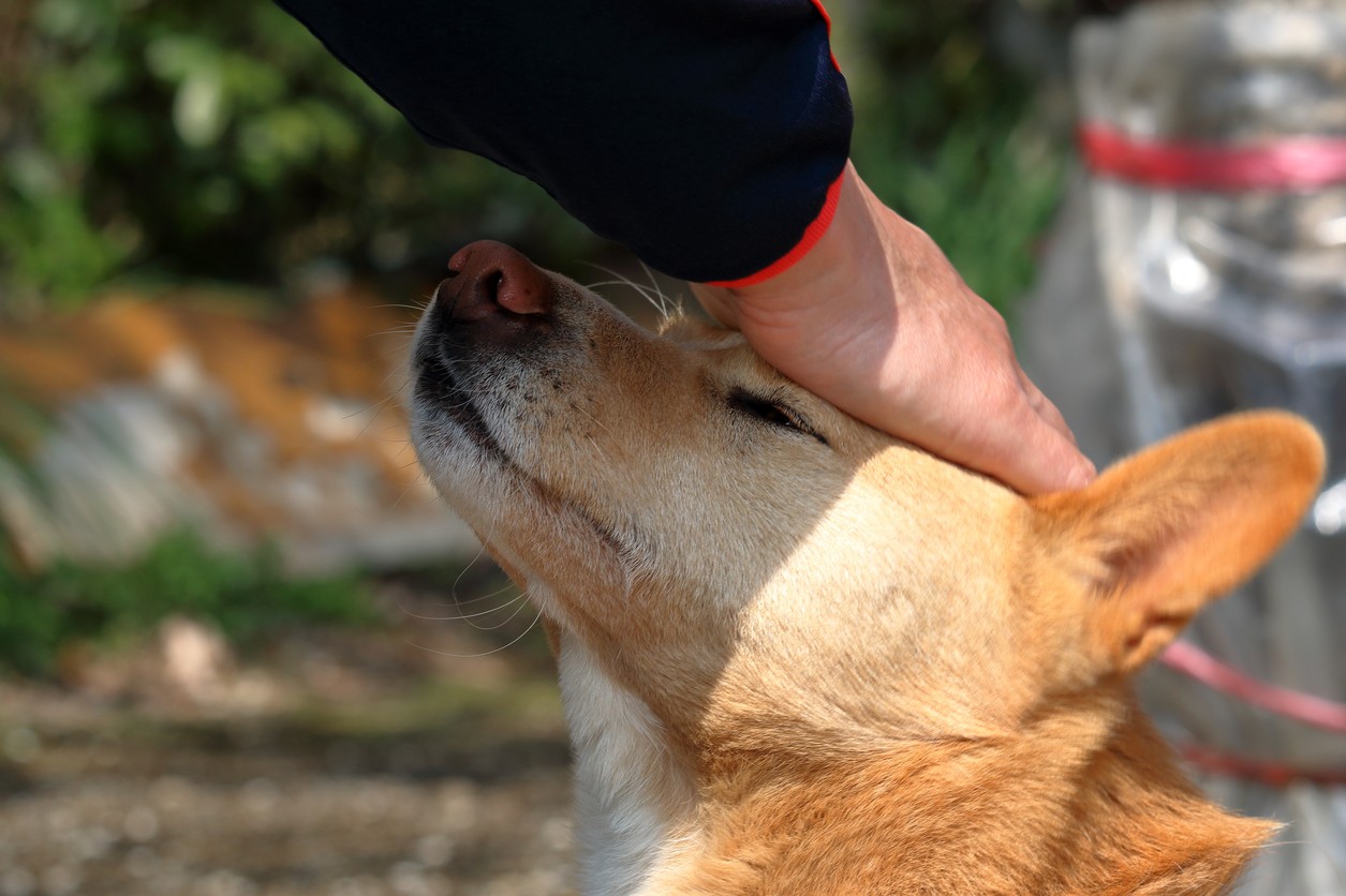 Perché non dovreste mai accarezzare un cane sulla testa Petsblog