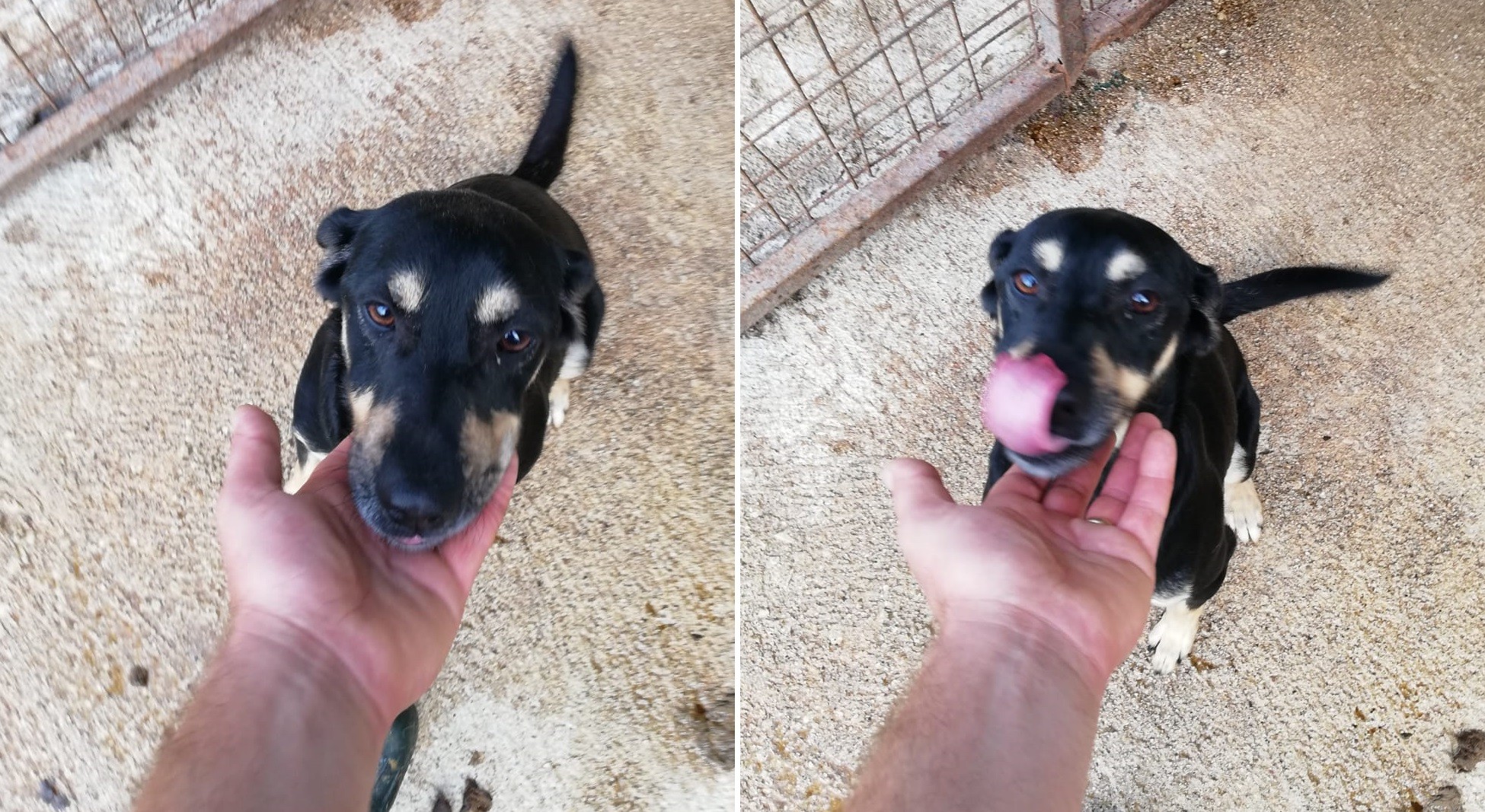 Adozioni animali su Petsblog il piccolo Gennarino ha bisogno di te Petsblog