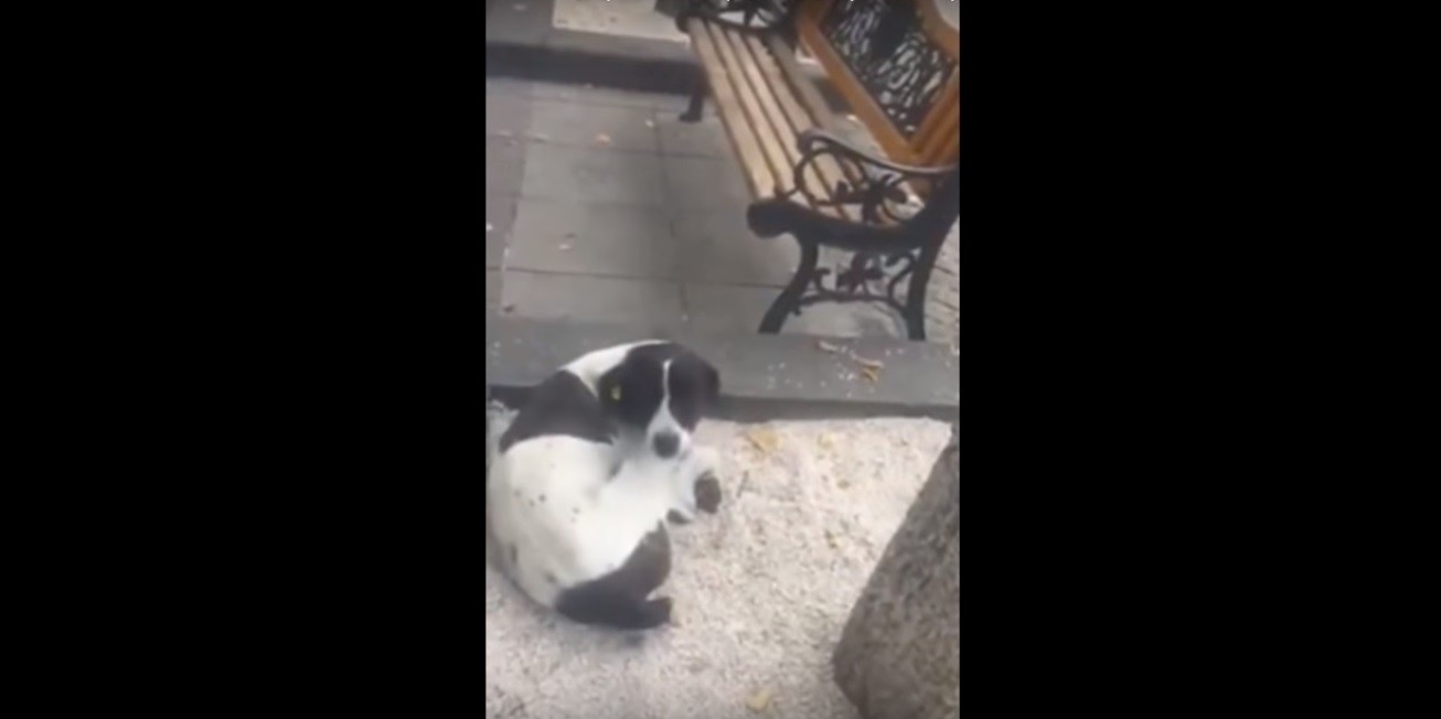 Cane ritrova il suo padrone dopo 3 anni il video del commovente