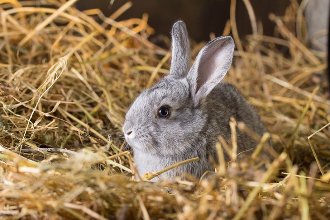Disautonomia Nel Coniglio Cause Sintomi E Terapia Petsblog