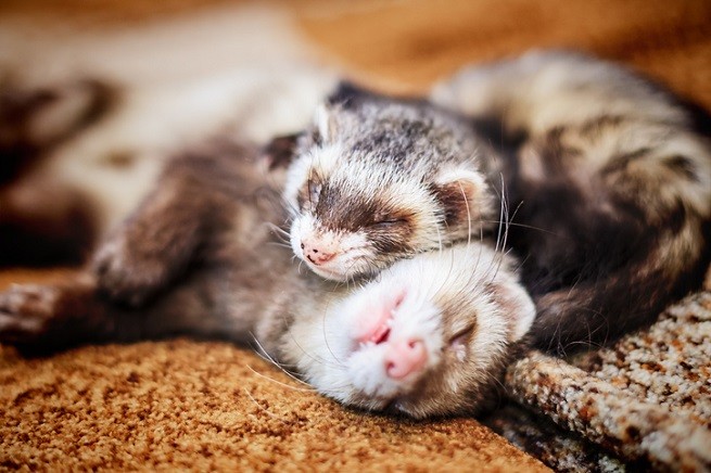 Calcoli Nel Furetto Cause Sintomi E Terapia Petsblog