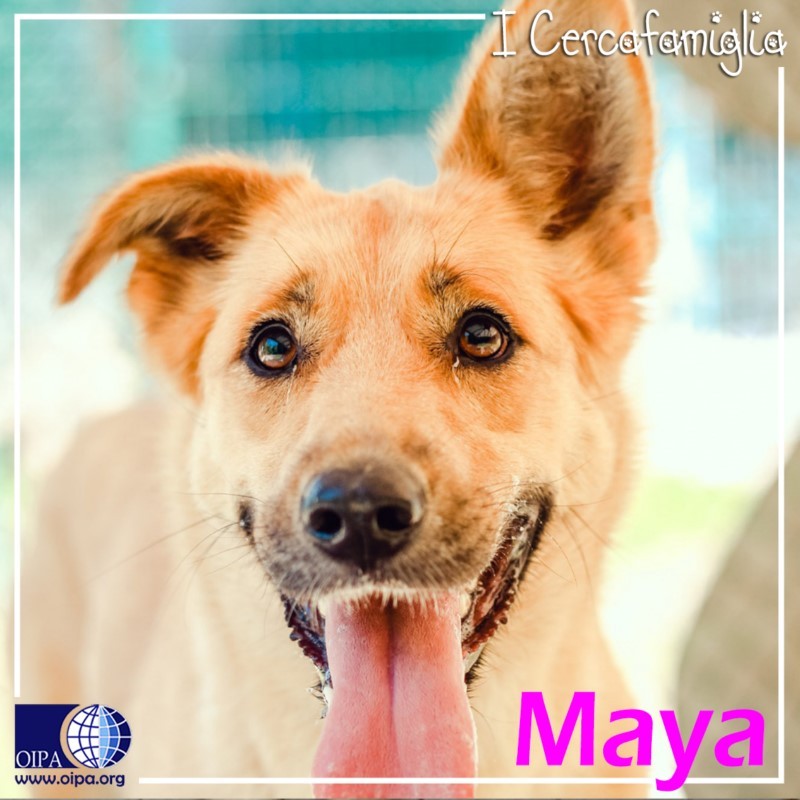 Adozioni animali su Petsblog Maya cerca una famiglia Petsblog