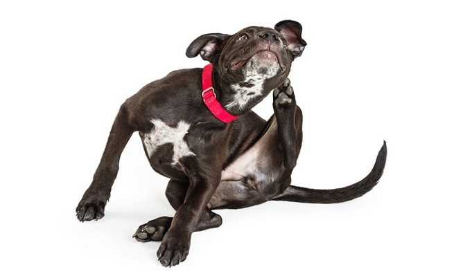 Collare Antipulci Per Cani Oltre 8kg - Protezione 8 Mesi Da Pulci E Zecche, Impermeabile E Regolabile - Foto 8