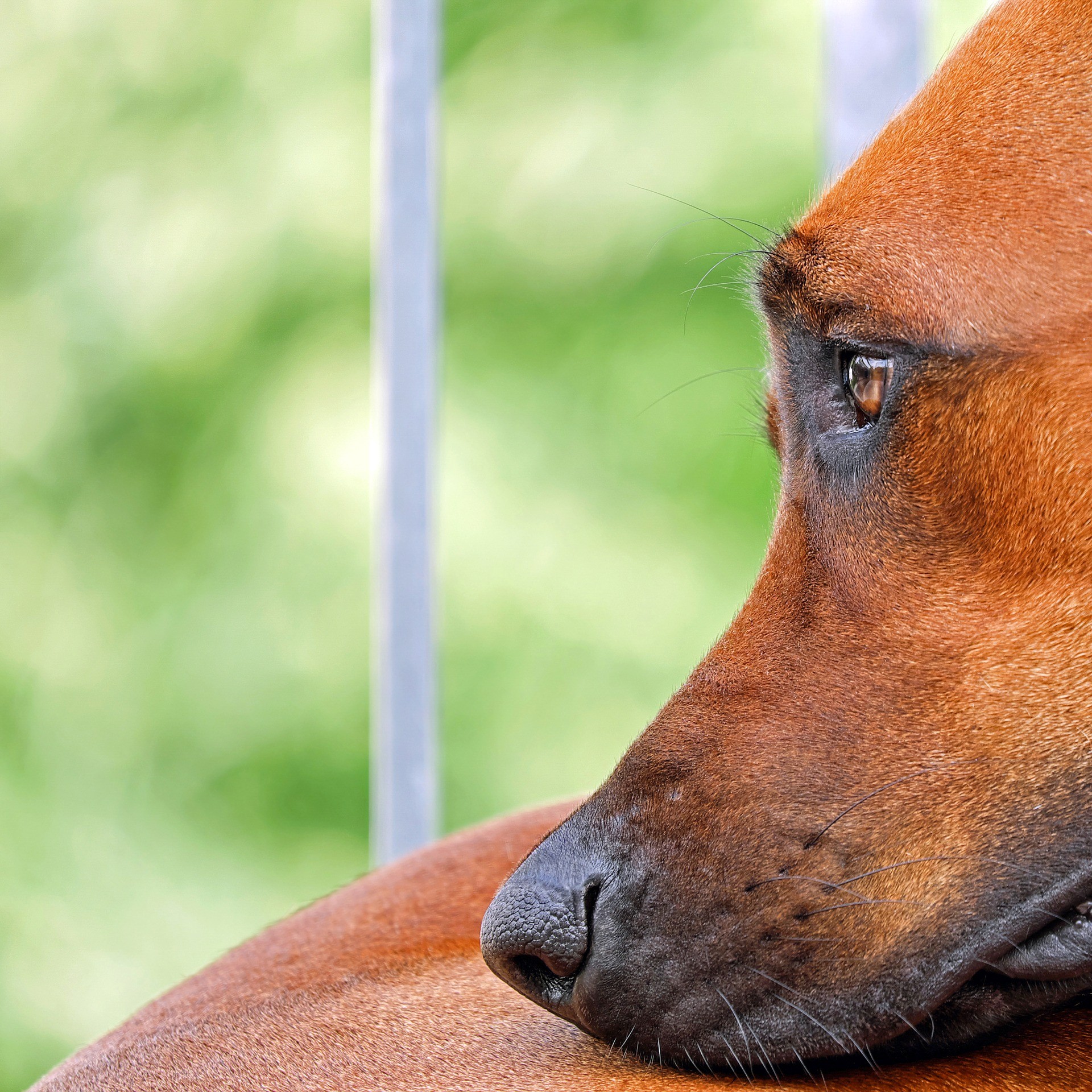 Cane Salvato Ad Agrigento Era Stato Lasciato Per 5 Giorni Senza Acqua 