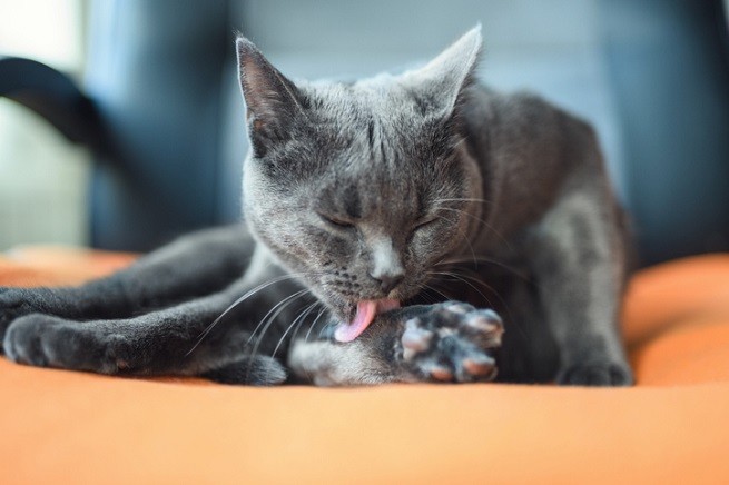 Come Si Dice Gatto Nel Carbone
