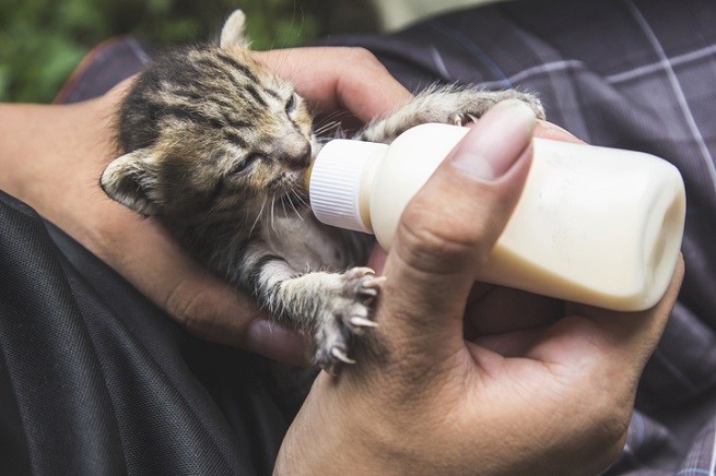 Con Cosa Svezzare Un Gattino Petsblog
