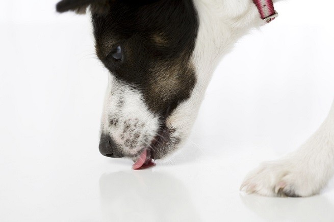 Perché Il Cane Lecca Il Pavimento