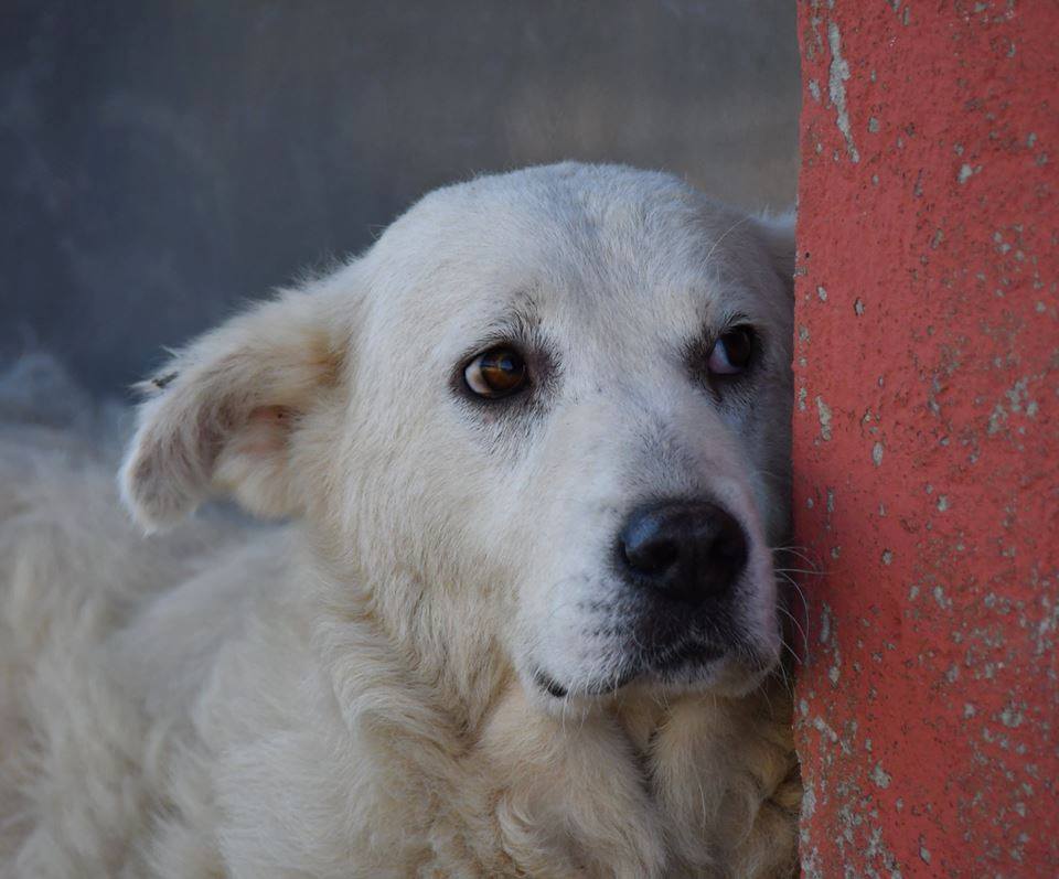 Adozioni animali su Petsblog Clarissa cerca una nuova famiglia Petsblog