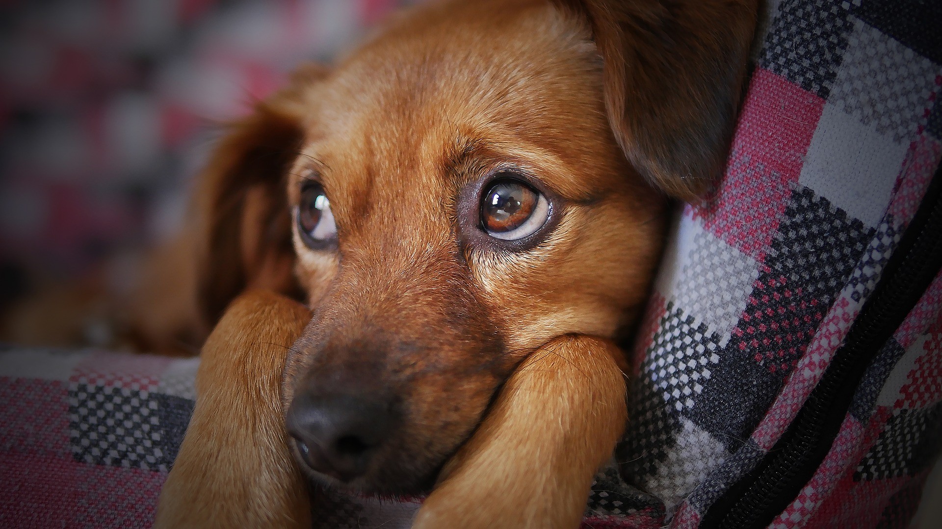 Cane rapito torna a casa dopo essere stato trovato a 800 km di distanza -  Petsblog