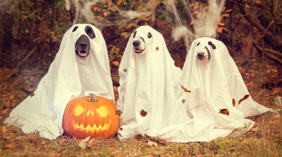 Cani vestiti da Halloween: foto - Petsblog