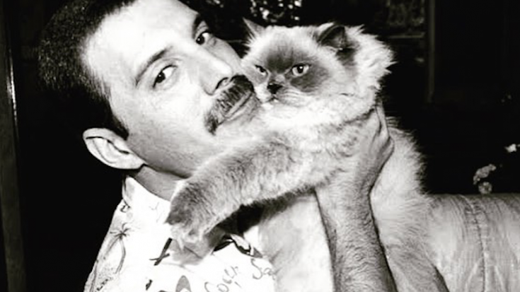 Canzone Di Freddie Mercury Dedicata Al Gatto