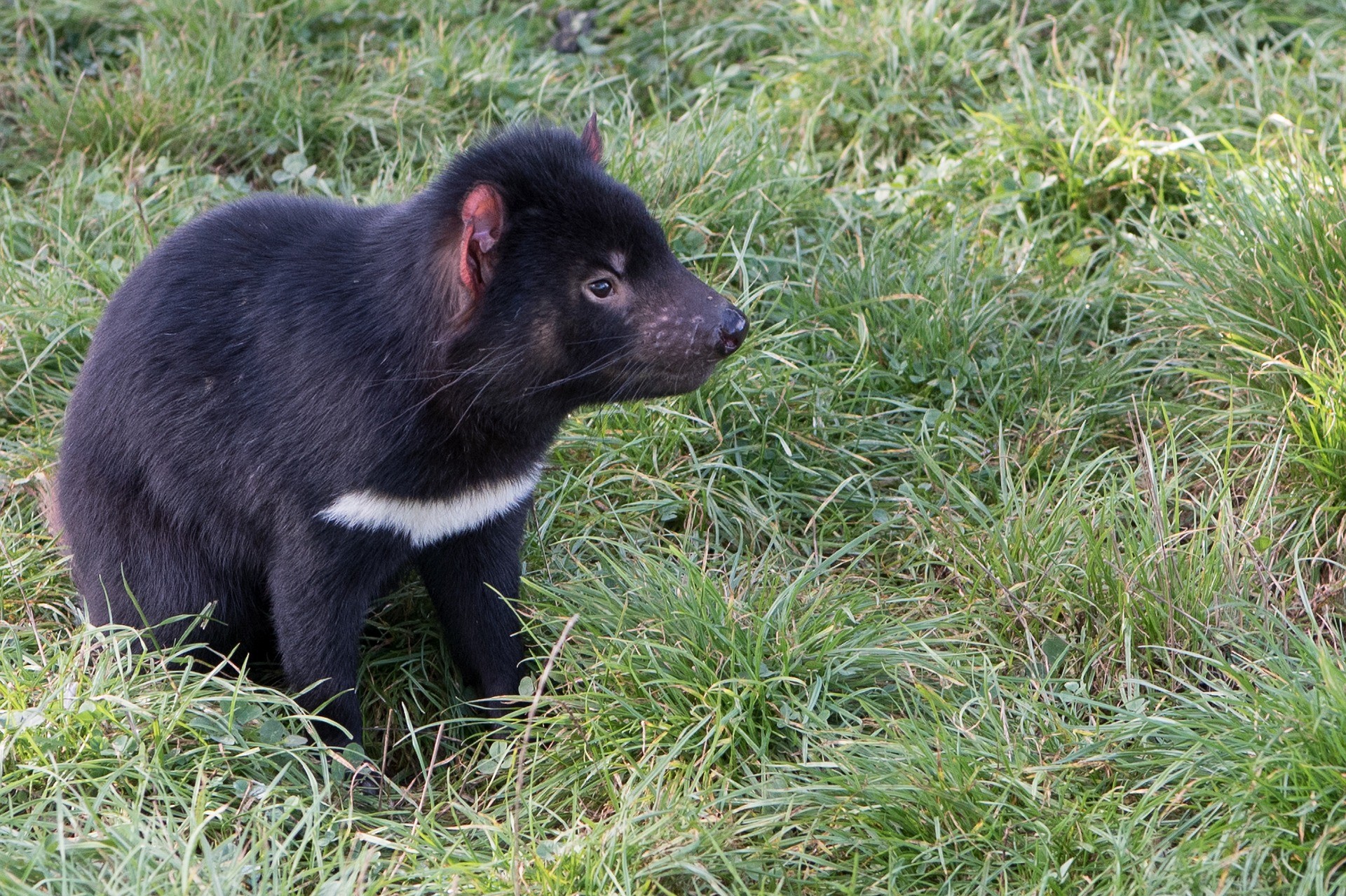 Diavolo della Tasmania, 8 cose che devi sapere - Petsblog