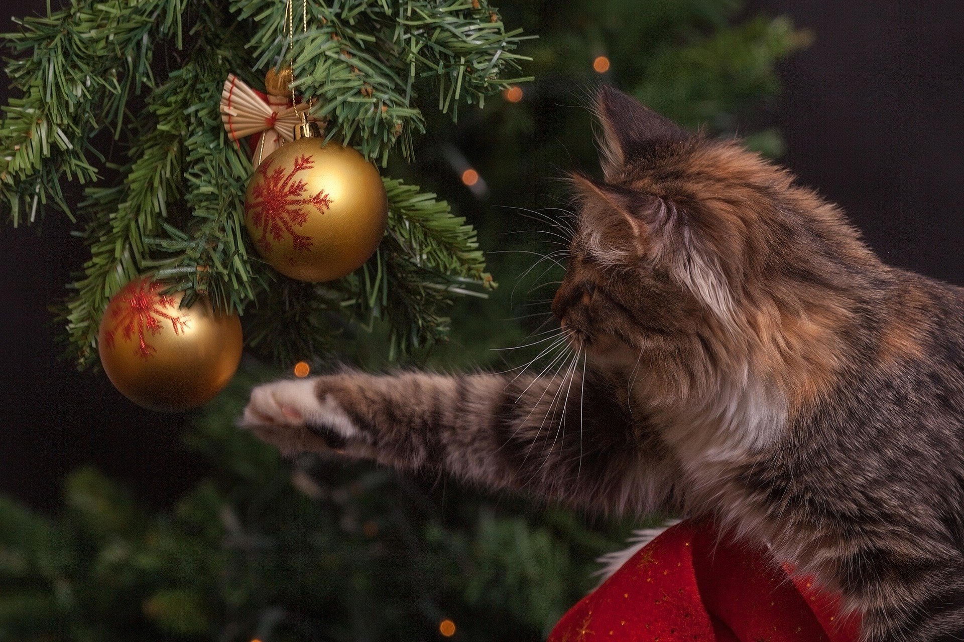 Alberi Di Natale Con Gatti