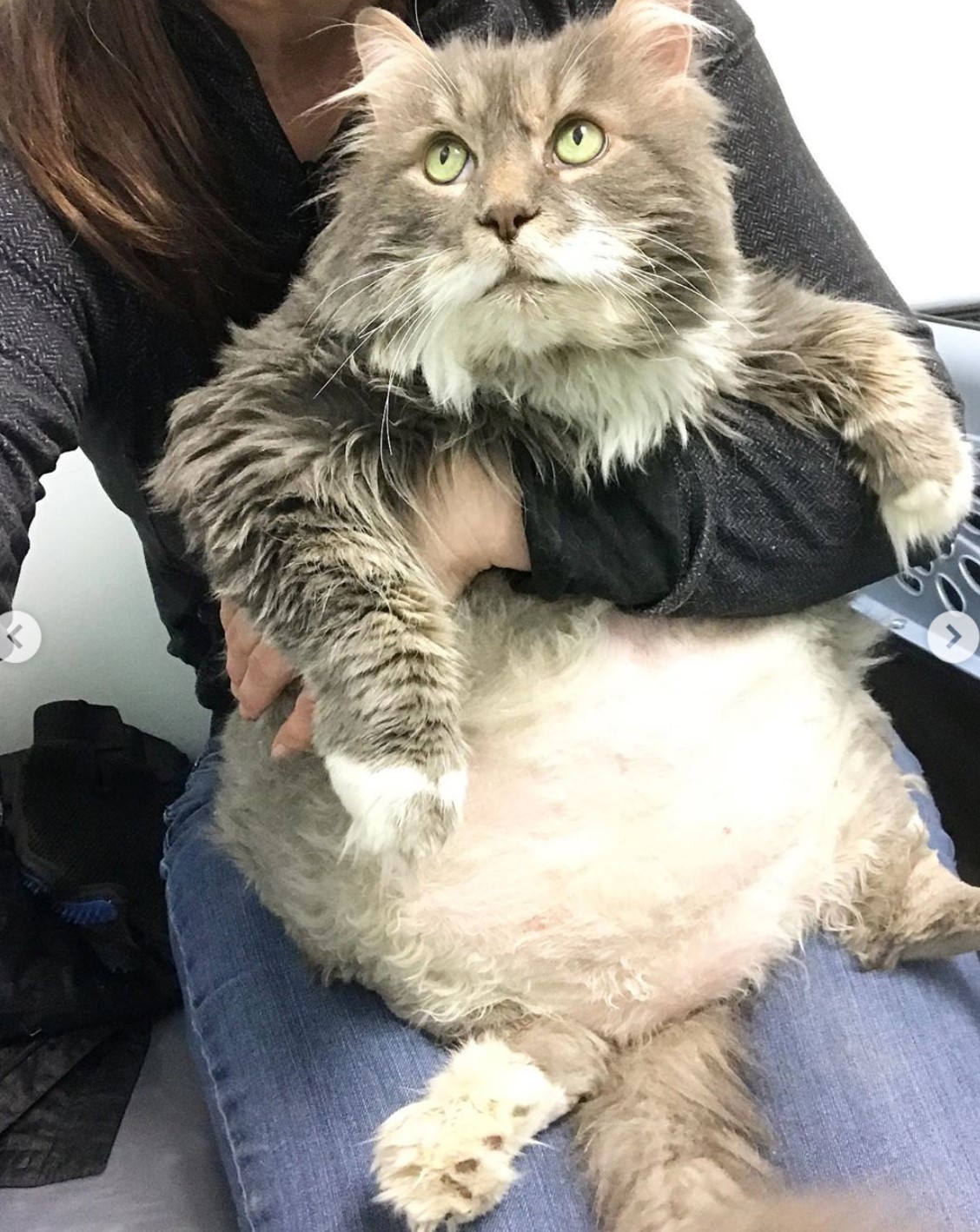 Chiudere Il Gatto In Una Stanza Per Punizione
