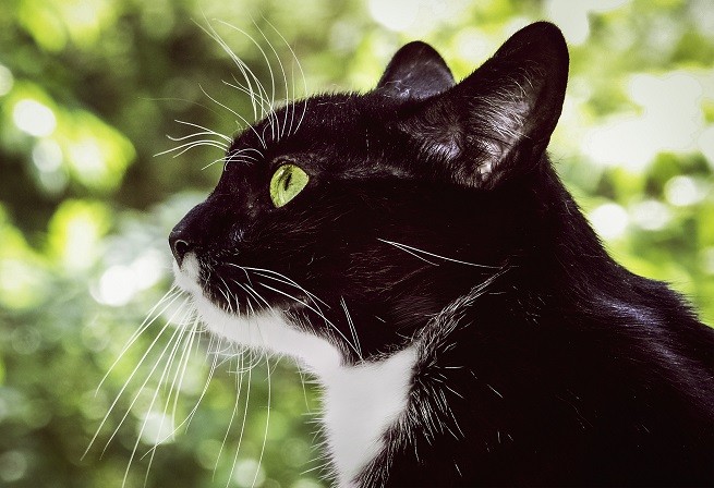 18 Anni Del Gatto A Quanto Corrispondono