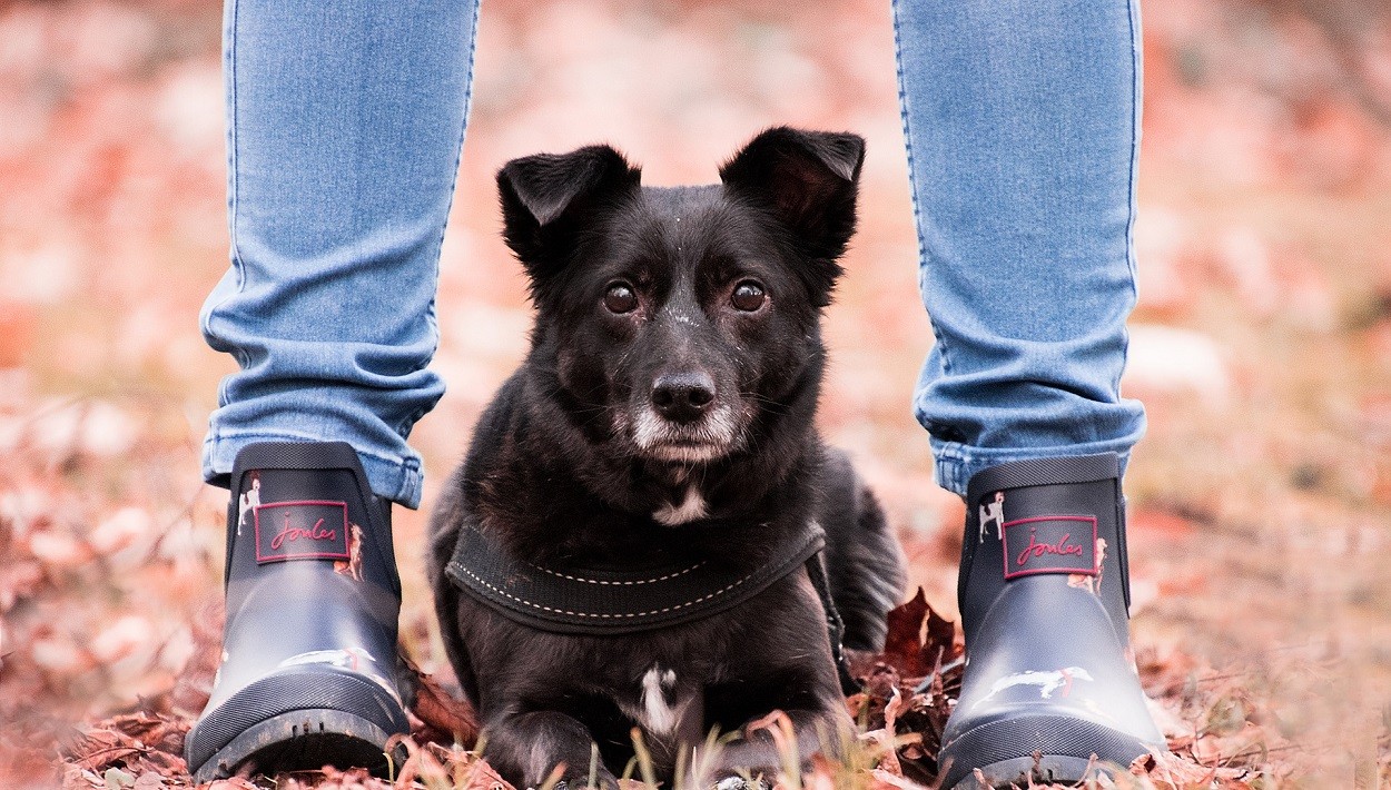 Cane iperprotettivo col padrone cause e cosa fare Petsblog
