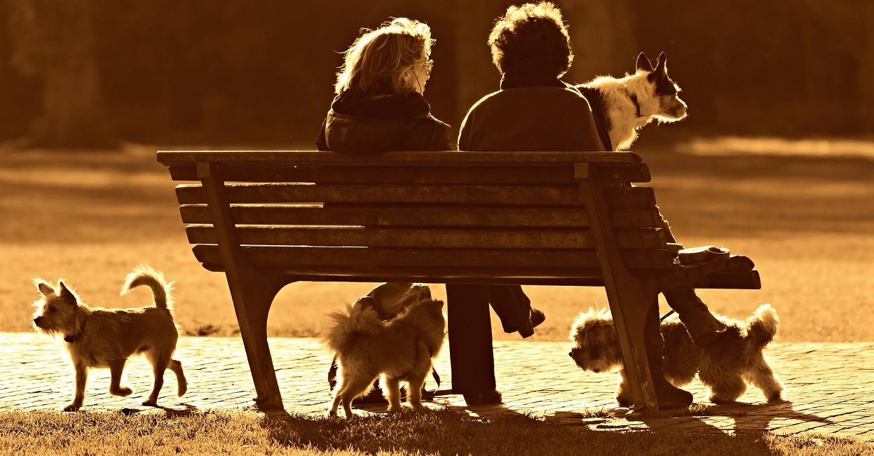 Giornata del Volontario degli Animali Petsblog