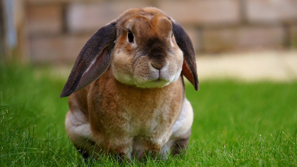 Tularemia Coniglio Cause Sintomi E Terapia Petsblog