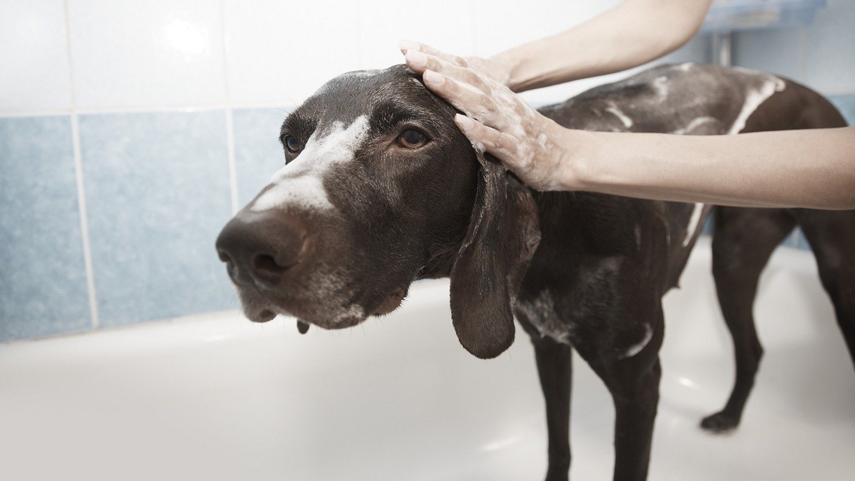 Ogni quanto lavare cane frequenza bagno cani Petsblog