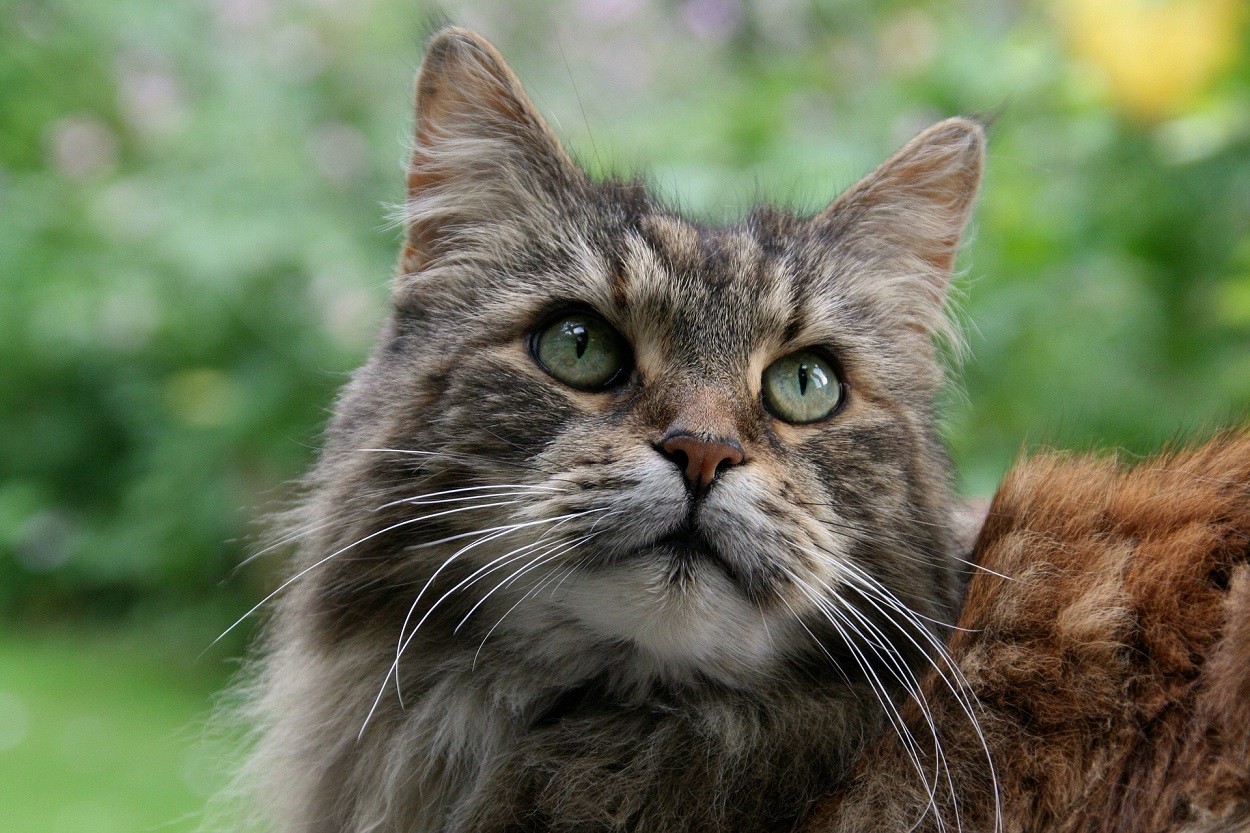 Mucopolisaccaridosi Nel Gatto Cause Sintomi E Terapia Petsblog