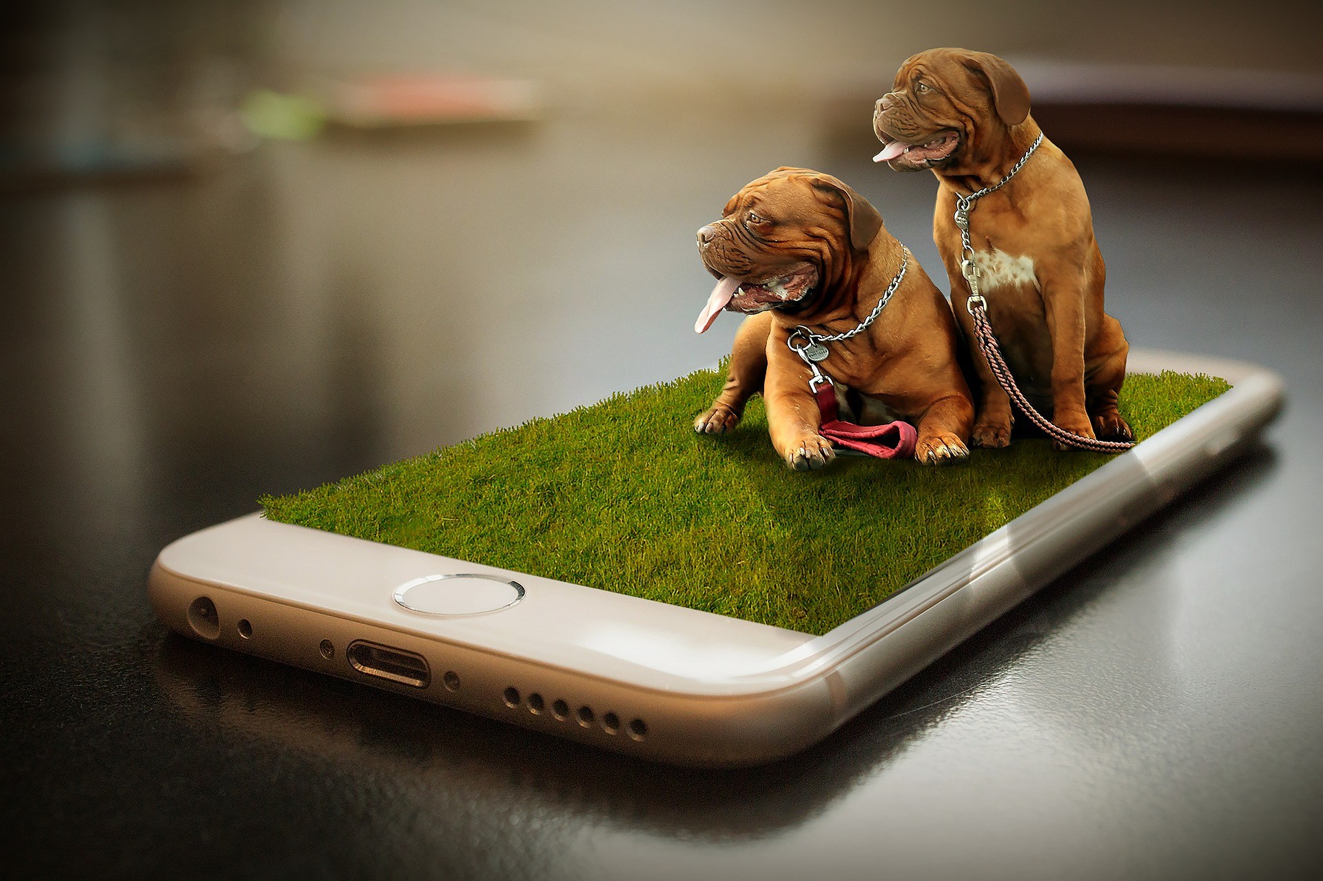 Le App Per Far Giocare I Cani E Per Socializzare Con Altri Padroncini