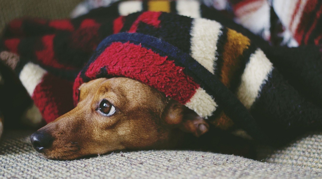 Seborrea Idiopatica Bassotto Cause Sintomi E Terapia Petsblog