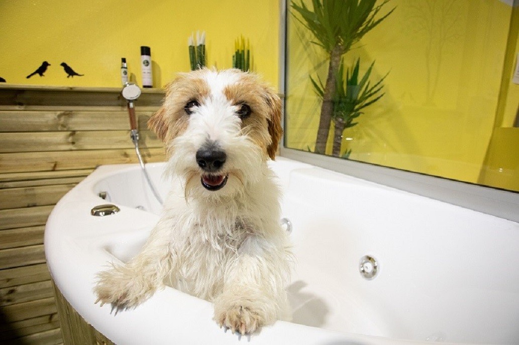 Bologna Dog Centre le terme per i cani in cerca di relax