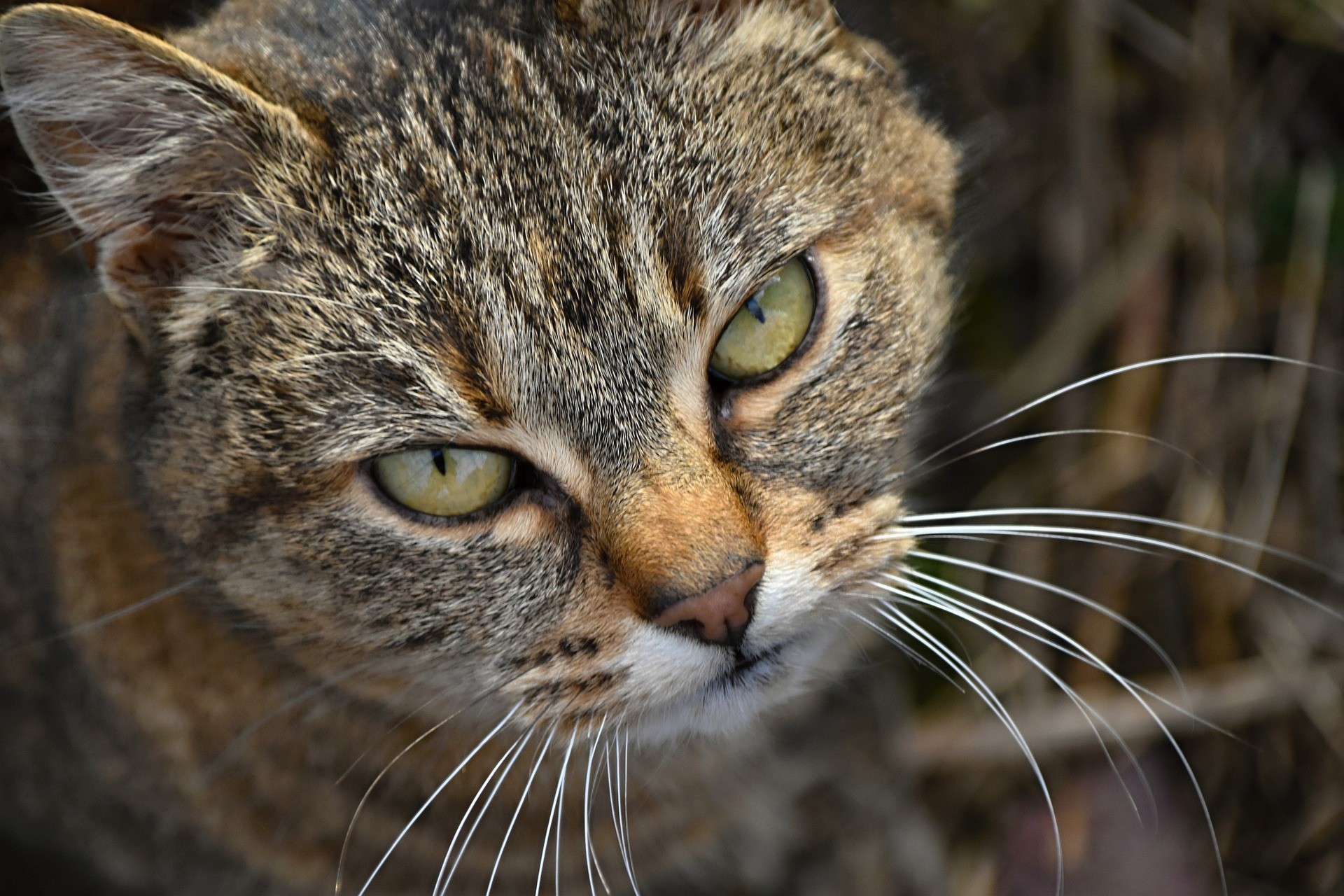 Perché Il Mio Gatto Mi Segue Ovunque